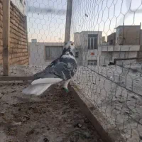 قره دم سفید ماده