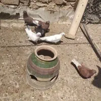 سرگرمی وفراغت حیوانات