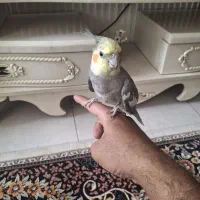 جفت فنچ مولد و عروس سینامون دستی