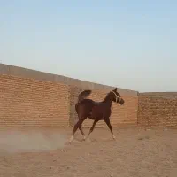 اسب کرد نوه شورش شریف