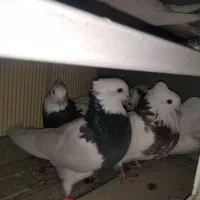 فروش کبوتر طوقی|پرنده|هرسین, |دیوار