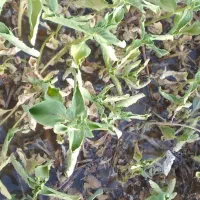 مقنی چاه اب  کار شناسی چاه رفع ایب
