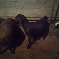 یک عدد بر جوان|حیوانات مزرعه|سراب, |دیوار