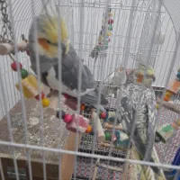 دو عدد عروس هلندی سرحال|پرنده|قرچک, ولی آباد|دیوار