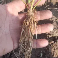 نشاء توت فرنگی در ارقام مختلف