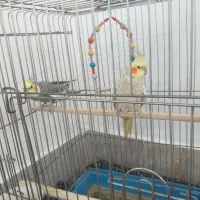 عروس هلندی نرماده