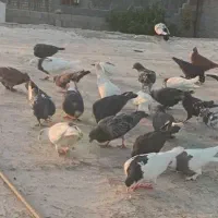 کبوتر طوقی سینه شهری پلاکی|پرنده|شیراز, دکتر حسابی|دیوار