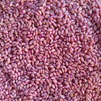 بذر گندم پیشگام و واران وسرداری