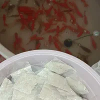 تولید و فروش عمده طعمه ماهیگیری  پودر جگر