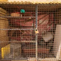 قفس آهنی کبوتر و‌ مرغ و خروس