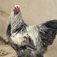 خروس برهما رنگBSO هیکل غول