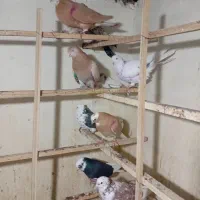 کبوتر|پرنده|تهران, شهرک رضویه|دیوار