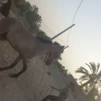 کره مادیان 1ساله دم گیر پرخون