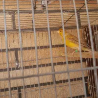 قناری دارچین نر|پرنده|کرمان, |دیوار