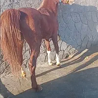 فروش نریان ۳ ساله آماده سواری پرخون  فوری حراج