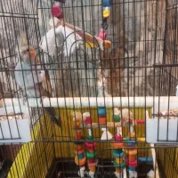 پرنده عروس هلندی