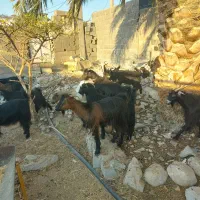 بزمحلی|حیوانات مزرعه|بندر کنگان, |دیوار