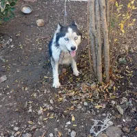 سگ هاسکی ماده