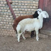 بره قوچ نژاد برتر