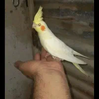 جوجه عروس هلندی زرد