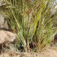 حراج|گل و گیاه طبیعی|فسا, |دیوار