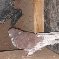 کبوتر