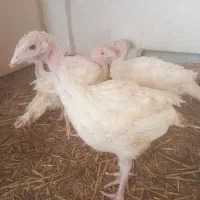 جوجه بوقلمون بیوتی ۶