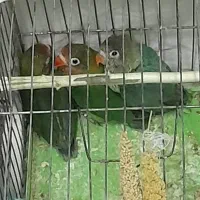 کوتوله برزیلی فیشر|پرنده|جهرم, |دیوار