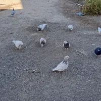 درود خدمت تمام عشق بازان عزیز|پرنده|سبزوار, قصبه شرقی|دیوار