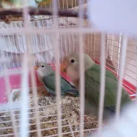جوجه طوطی برزیلی اوپال رام