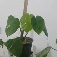 گل بسیار زیبا