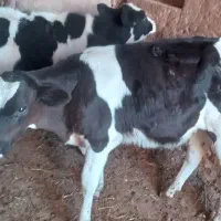 گوساله داشتی هلشتن برای پروار