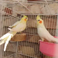 جفت عروس هلندی لوتینو