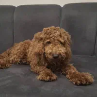 سگ های کوچولو ( فنجونی )|سگ|یزد, |دیوار