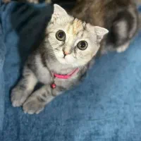 گربه ماده اماده جفت گیری