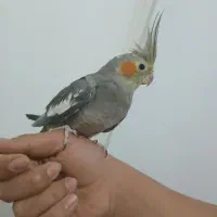 دو عدد عروس هلندی دستی