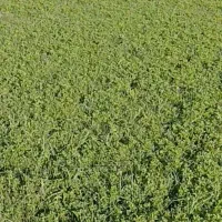 یونجه فروشی
