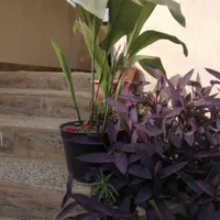 سوییت اجاره ای|اجارهٔ کوتاه‌مدت آپارتمان و سوئیت|ساری, |دیوار