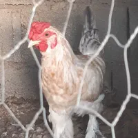 خروس محلی چهل تاج