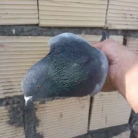 پرنده|پرنده|ابهر, |دیوار