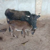 گاومحلی جوان باگوساله ماده.