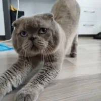 گربه نر فوقالعاده خوشقیافه و سالم برای جفتگیری