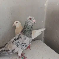 سار  زرد وسرخ کرباتی سینه ای دم سفید