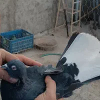 زاغ دم سفید|پرنده|ورامین, خیر آباد|دیوار