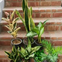 پکهای گیاهان آپارتمانی  - ارسال رایگان در تهران|گل و گیاه طبیعی|تهران, شهرآرا|دیوار