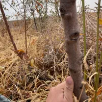 نهال خزانه ۲ساله