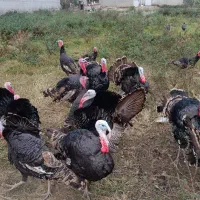 بوقلمون محلی|حیوانات مزرعه|آمل, |دیوار