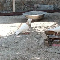 ۸کبوتر معاوضه با پرنده قفسی|پرنده|خرم‌آباد, |دیوار