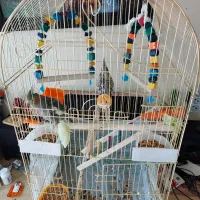 عروس هلندی نرو ماده چندماه