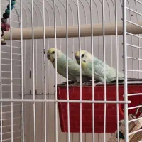 جفت مرغ عشق مولد